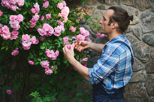 Side portrait of a handsome male gardener in blue work uniform, tending plants in the yard of an estate, using garden shears, cutting roses on a blooming bush. Floriculture. Horticulture. Gardening