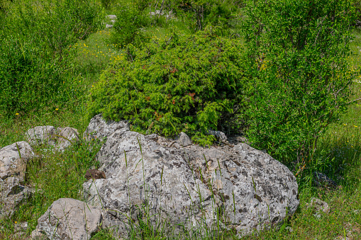 Thyme on rock in Mediterranean black pine (pinus nigra) forest.