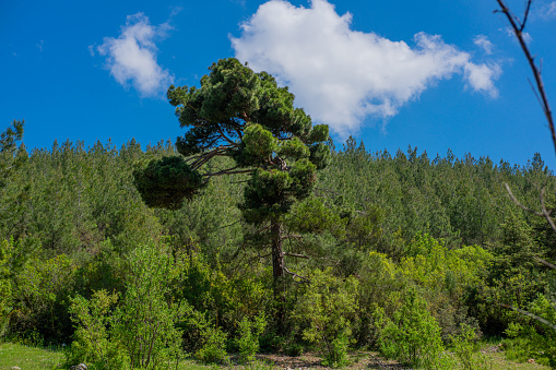 Mediterranean black pine (pinus nigra) forest view, old pine and cloud.