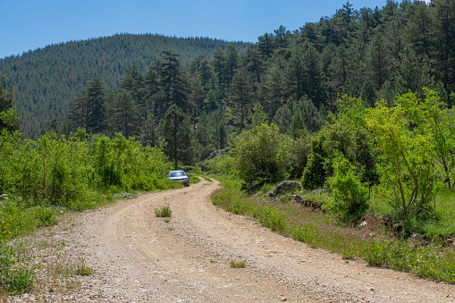 Mediterranean black pine (pinus nigra) forest view, forest road and car.