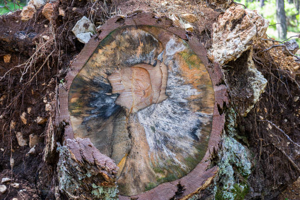 istock In Mediterranean black pine (pinus nigra) forest, big pine stump. 1497406348