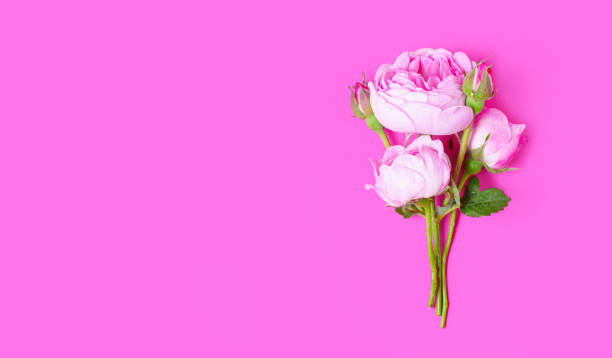 istock Delicate Rose Blossoming on Pink Background 1497406489