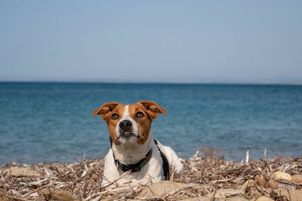 Jack Russell Terrier having fun on the beach. Cute dog running into the sea.