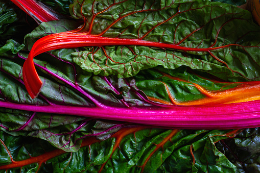 Colorful leaf beet raimbow swiss chards red-stemmed edible leaves