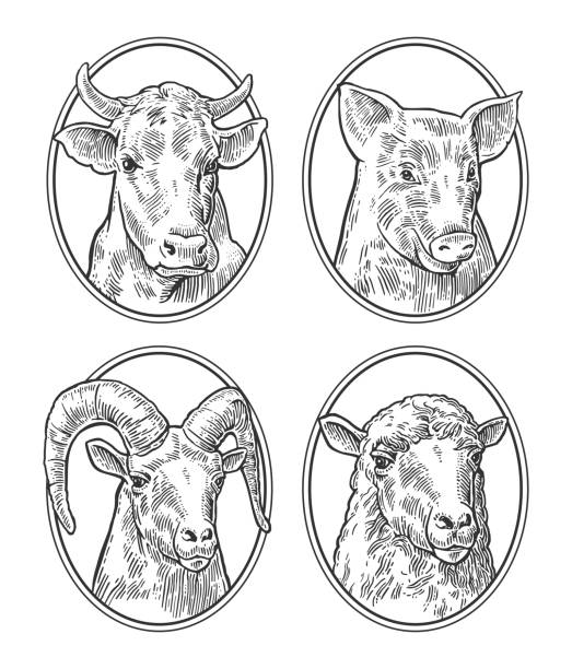 90+ Black Nose Sheep Illustrations, Royalty-Free Vector Graphics & Clip ...