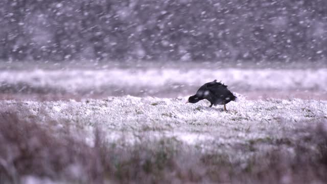 Cold  Eurasian coot on heavy snowfall over farm ground  in the winter