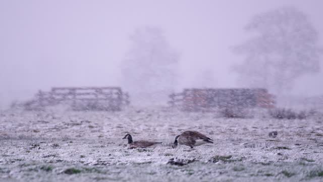 Winter view of two Eurasian coots on heavy snowfall over farm ground