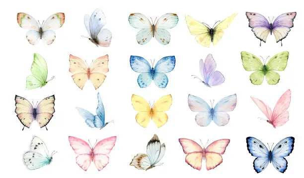 Vector illustration of Watercolor vector set of bright hand-painted butterflies. Design for the decoration of postcards, invitations, greeting cards, birthday, souvenirs, weddings.