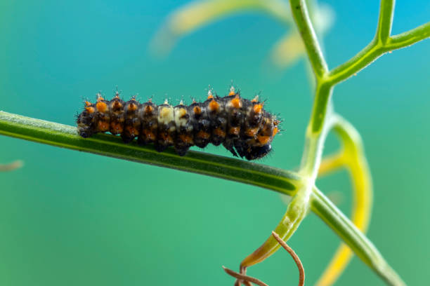 istock Swallow Tail Caterpillar on fennel 1497413280