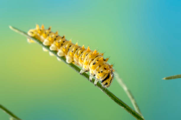 istock Swallow Tail Caterpillar on fennel 1497413297