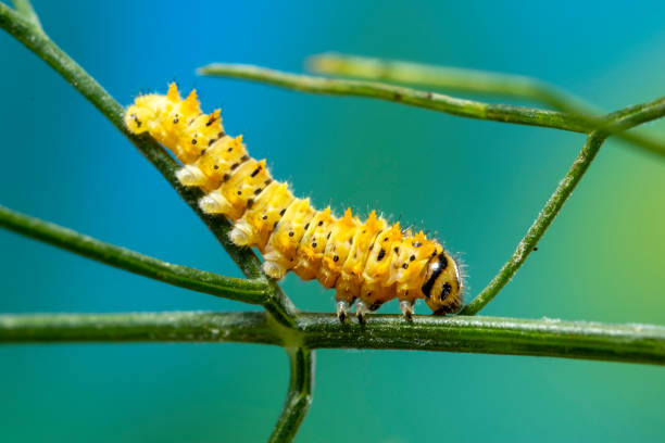 istock Swallow Tail Caterpillar on fennel 1497413386
