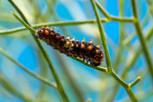 istock Swallow Tail Caterpillar on fennel 1497413408