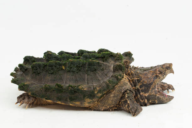 istock The alligator snapping turtle Macrochelys temminckii on white background 1497415428