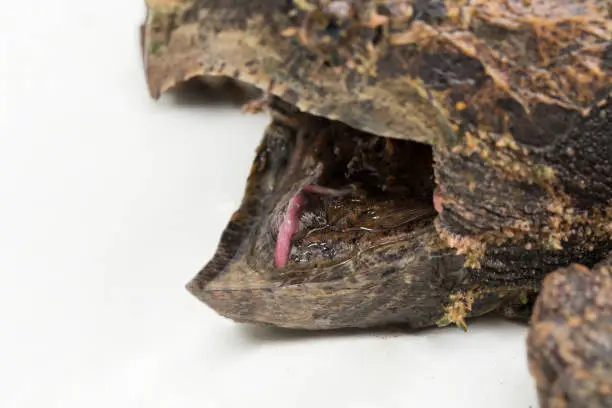 Photo of The alligator snapping turtle Macrochelys temminckii on white background