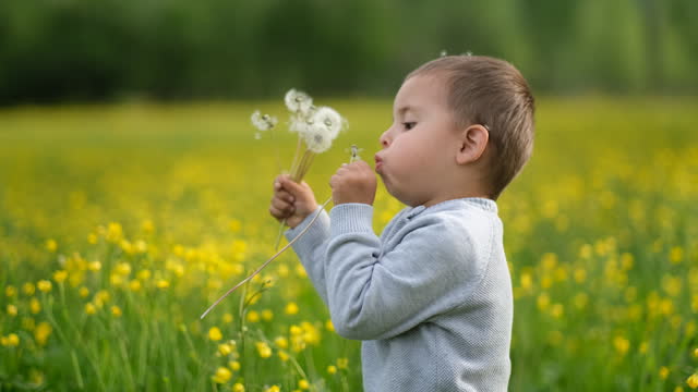 Cute boy blowing dandelion