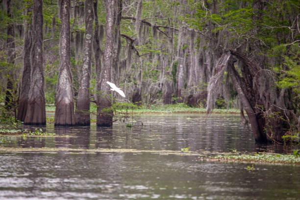istock SWAMP IN LOUISIANA 1497416672