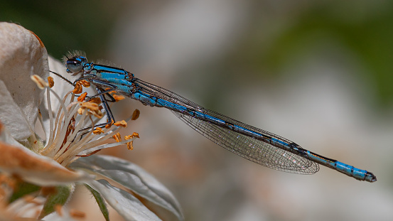 Northern bluet in the flower of an apple tree.