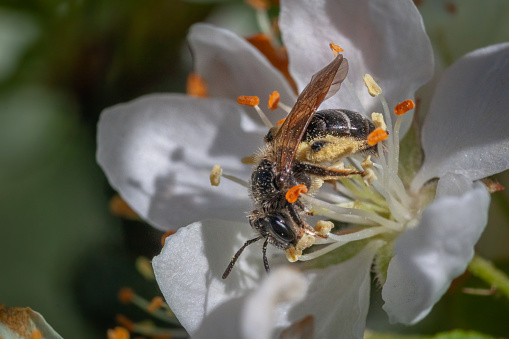 Honey Bee on Yellow Flower, Close Up Macro