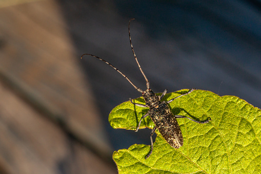 Whitespotted sawyer, (Monochamus scutellatus), Coleoptera, Cerambycidae, Longicorne noir.