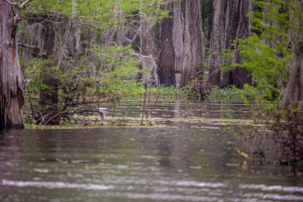 istock SWAMP IN LOUISIANA 1497418226