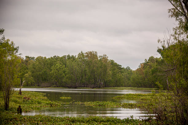 istock SWAMP IN LOUISIANA 1497418825