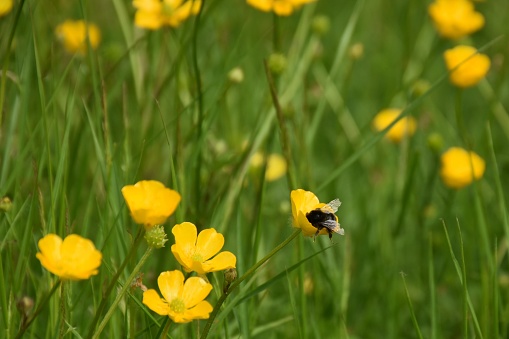 Buttercup meadow with bumble bee