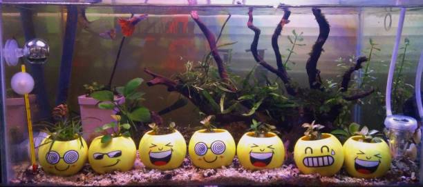Aquascape is the art of arranging plants in an aquarium with the addition of several other important elements to make it more interesting to enjoy.