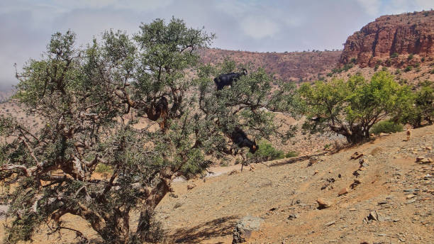 istock goats standing and climbing in a argan oil tree. 1497424504