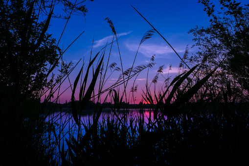 Silhouette of pampas grass and vegetation at the water's edge.