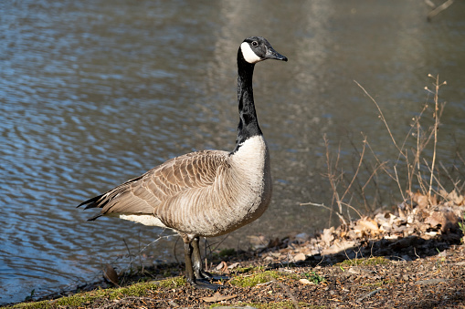 Canadian Goose in Late Day Sunlight near a Pond