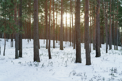 winter pine forest with sunset light, tranquil landscape photo