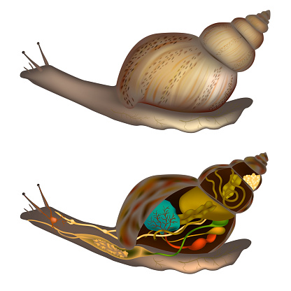 Snails and Slugs Anatomy. Snail Body Structure Diagram. Internal and External Organs
