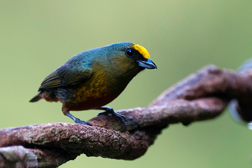 Olive-backed euphonia in a rainforest in Costa Rica