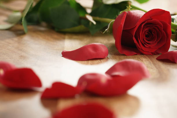 red rose petals on background