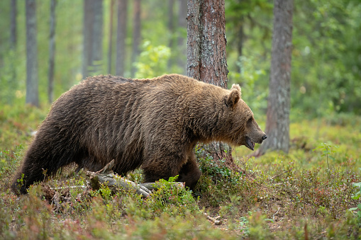 A bear walking in a forest in autumn in north of Finland near kumho  – Finland