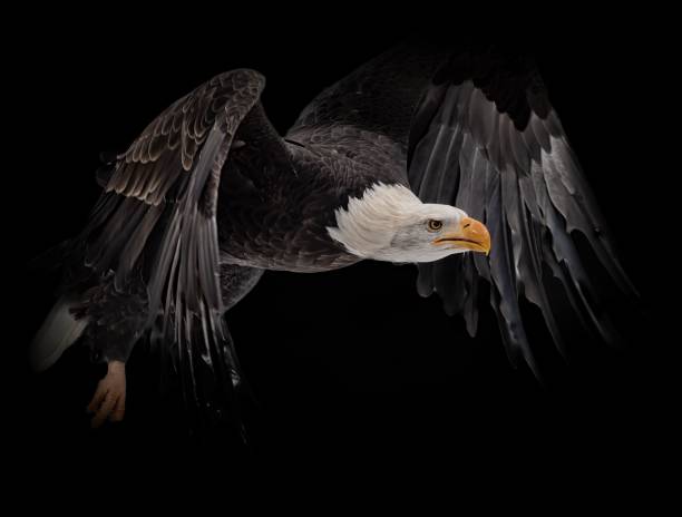 istock Closeup of a bald eagle soaring on a dark background 1497431393
