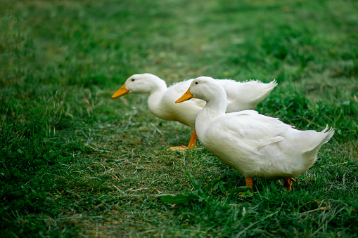 A pair of white geese graze on green grass. Breeding of geese, poultry, free range.