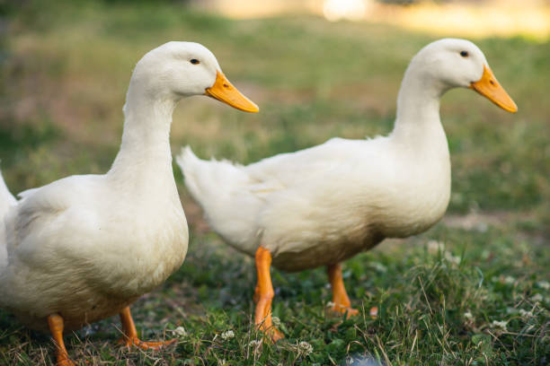 istock Two white geese stand on green grass. Poultry, breeding geese. Rural background. 1497432804