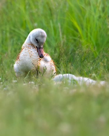 A baby Trumpeter swan sitting in the grass