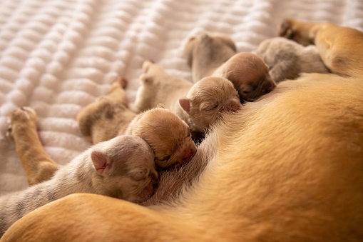 A litter of cute puppies snuggled up together on a cozy blanket, nursing from their mother