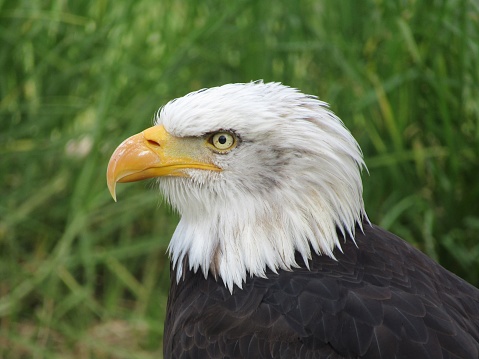 A closeup of a bald eagle standing in tall grass