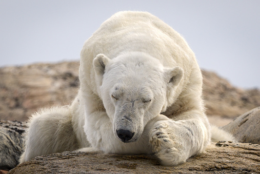 Picture of a beautiful and cute polar bearPortrait of a polar bear