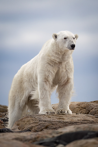 Polar bear on ice floe. Melting iceberg and global warming. Climate change