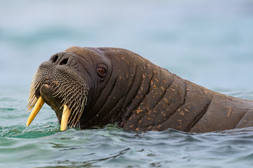 A walrus swims in the waters of Svalbard