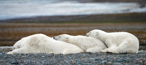 Mom and two polar bear cubs sleeping on beach
