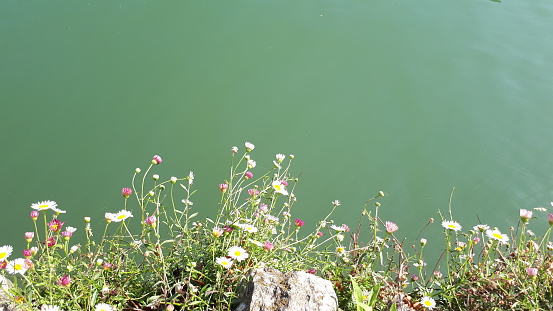 flowers against green water
