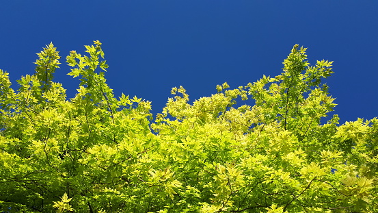 green leaves against a clear blue sky