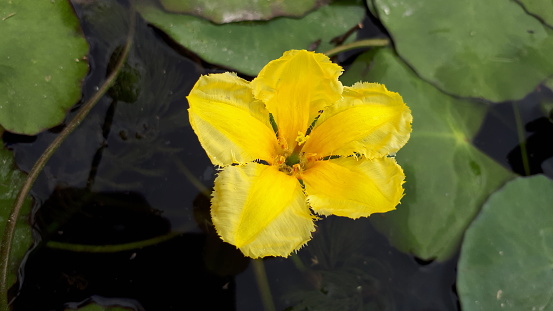 yellow water lily flower