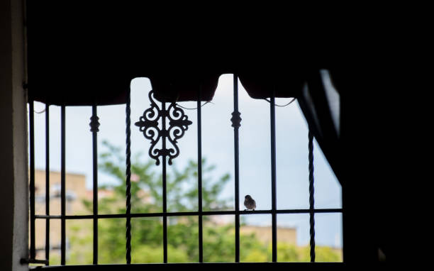 istock zorzal patagonico bird 1497440191
