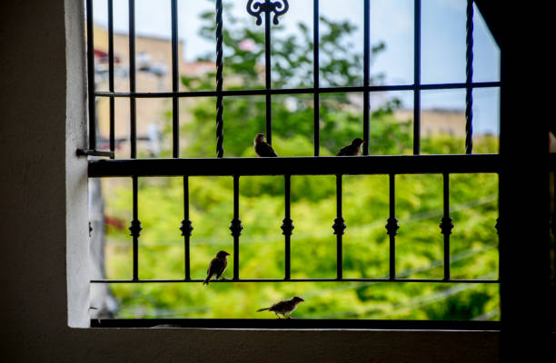 Common and familiar bird of southern South America, found in urban parks, gardens, groves, forests, scrublands, and other semi-open habitats, usually in areas with surrounding taller trees. Feeds mainly on the ground, often on grass, and also on shrubs and fruit-bearing trees